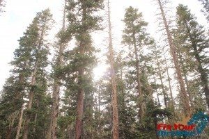Cuchara Recreation Area Trinchera Peak Sun Trees