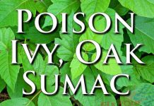 How To Treat Poison Ivy, Oak, & Sumac – First Aid External First Aid Training Poison Ivy Oak Sumac