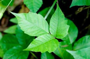 Treatment For Poison Ivy
