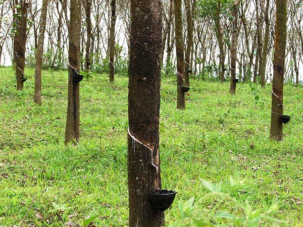 Rubber Trees